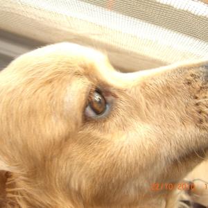Unknown Breed