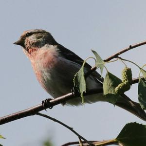 Eurasian Linnet