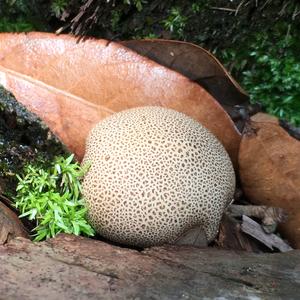 Scaly Earthball