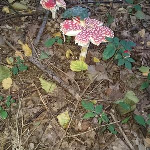 Fly Agaric