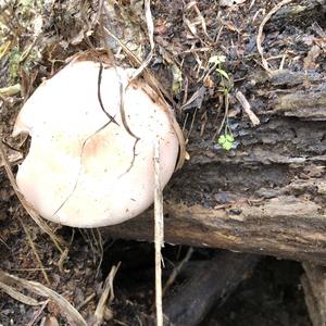 Wood Blewit