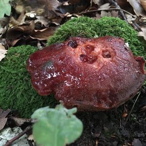 Beefsteak Polypore