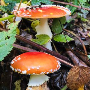 Fly Agaric