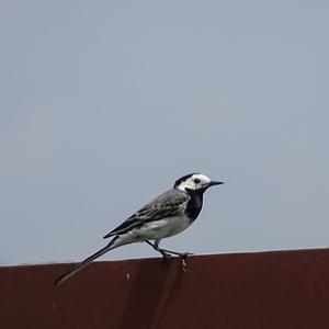 White Wagtail