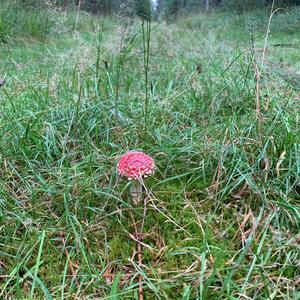 Fly Agaric