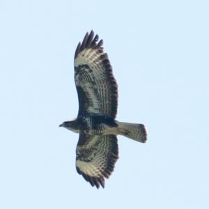 Common Buzzard