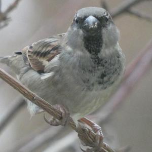 House Sparrow