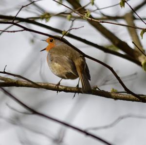 European Robin