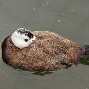 White-headed Duck