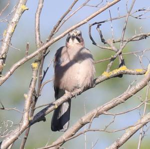 Eurasian Jay