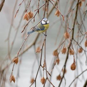 Blue Tit