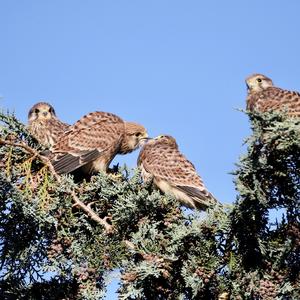 Common Kestrel