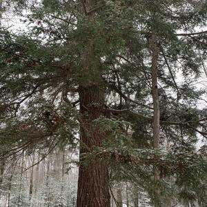 Hemlock (Eastern)