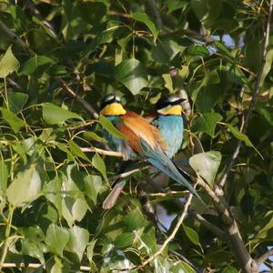 European Bee-eater