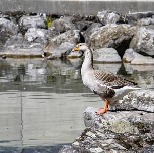 Greylag Goose