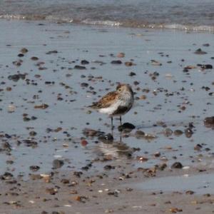 Dunlin