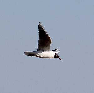 Mediterranean Gull