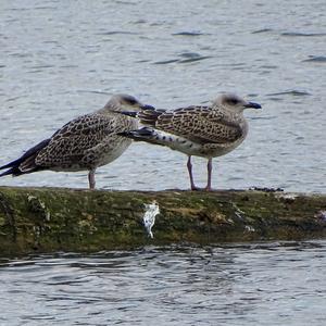 Herring Gull