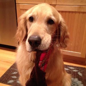 Retriever (Golden)