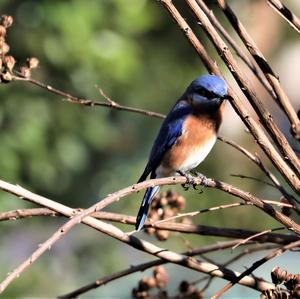 Eastern Bluebird