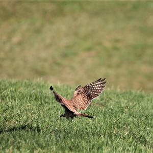 Common Kestrel