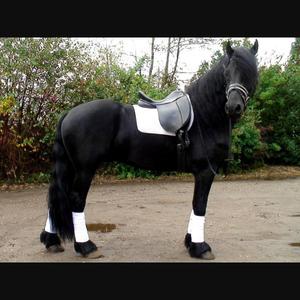 Friesian