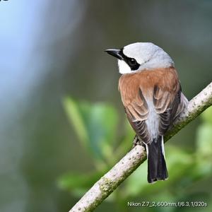 Red-backed Shrike