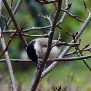 Willow Tit