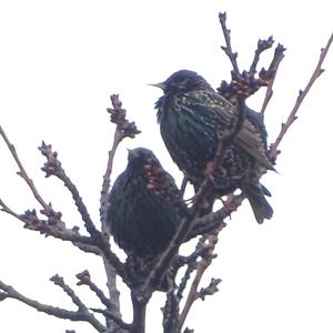 Common Starling