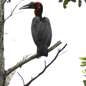 Southern Ground-hornbill