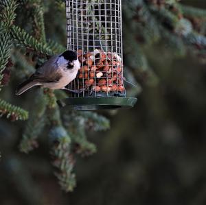 Marsh Tit