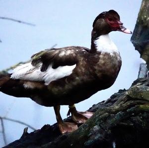 Muscovy Duck