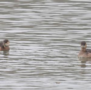 Little Grebe