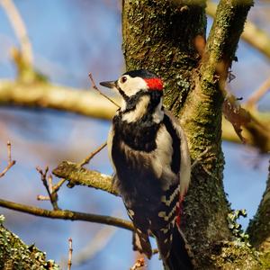 Great Spotted Woodpecker