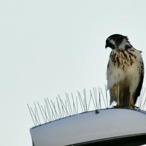 Common Buzzard