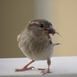 House Sparrow