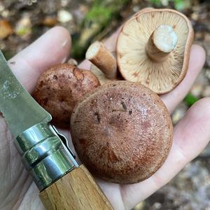 Oak Milk Cap