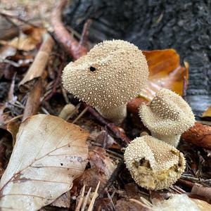 Gem-studded Puffball