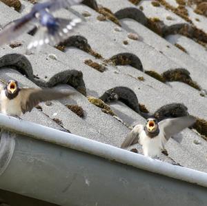 Barn Swallow