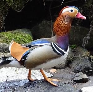 Mandarin Duck