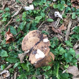 Black-footed Polypore