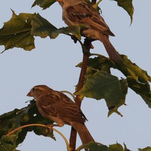 House Sparrow