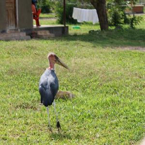 Marabou Stork