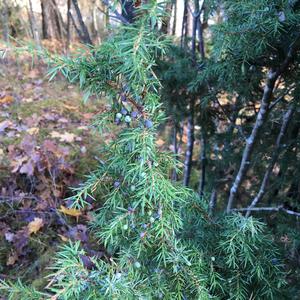 Juniper (Common)