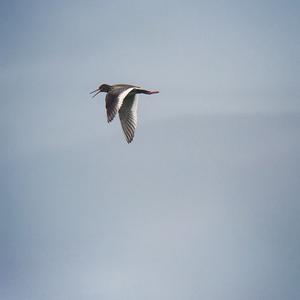 Common Redshank