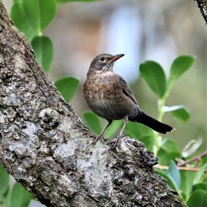 Eurasian Blackbird