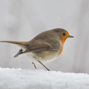 European Robin