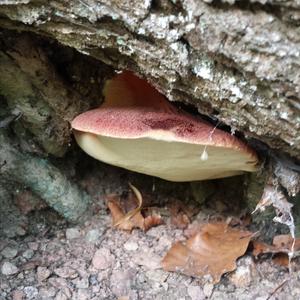 Beefsteak Polypore