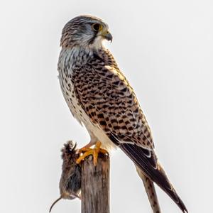 Common Kestrel