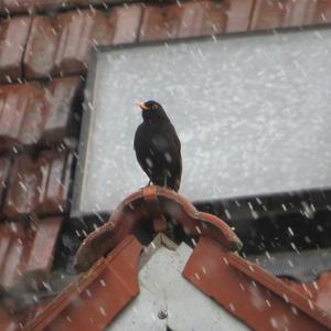 Eurasian Blackbird